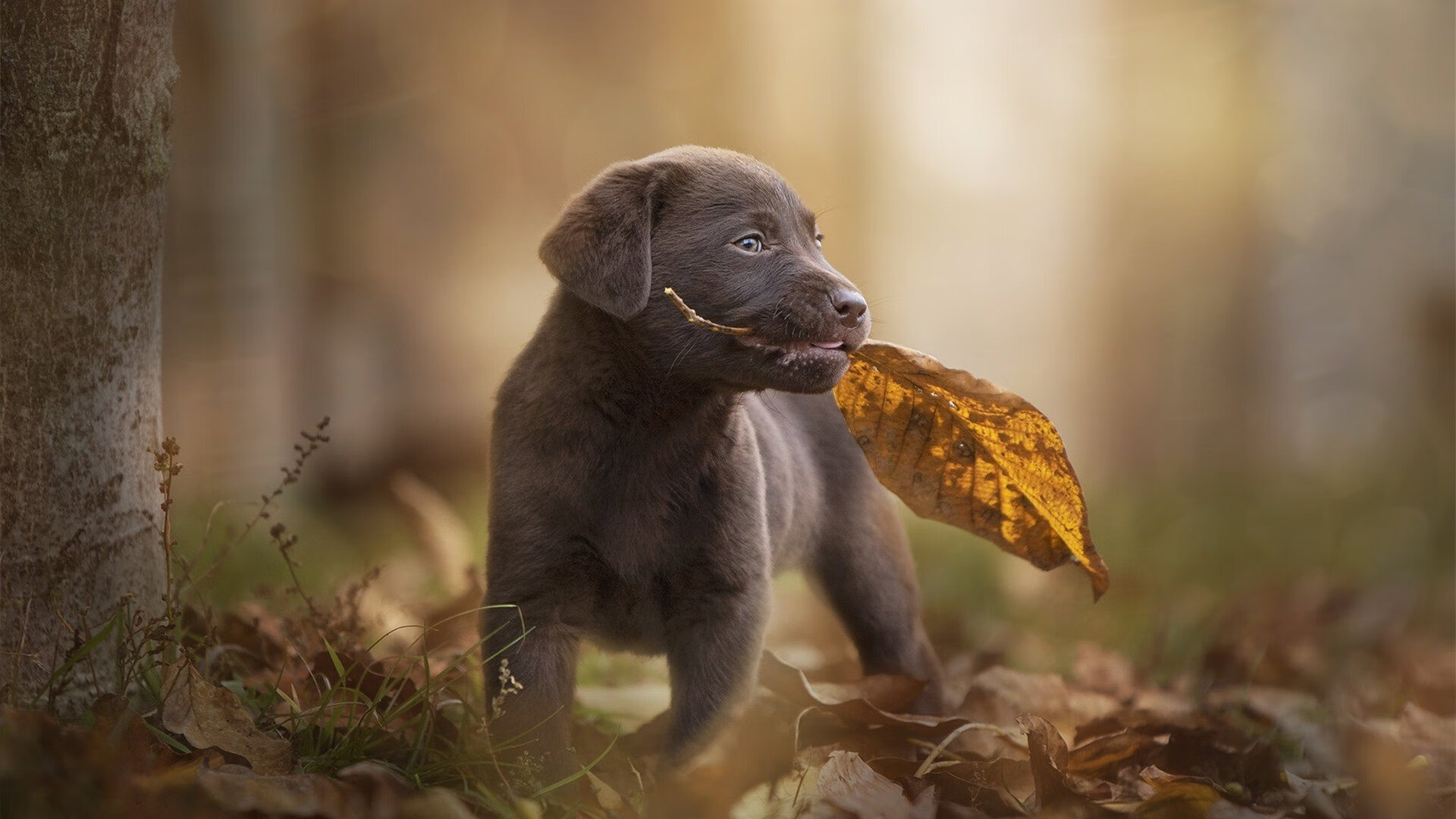 九游娱乐APP-彼得堡联主场击败伯里，实现主场不败战绩，暂时跻身英冠前六，彼得堡对伯恩茅斯