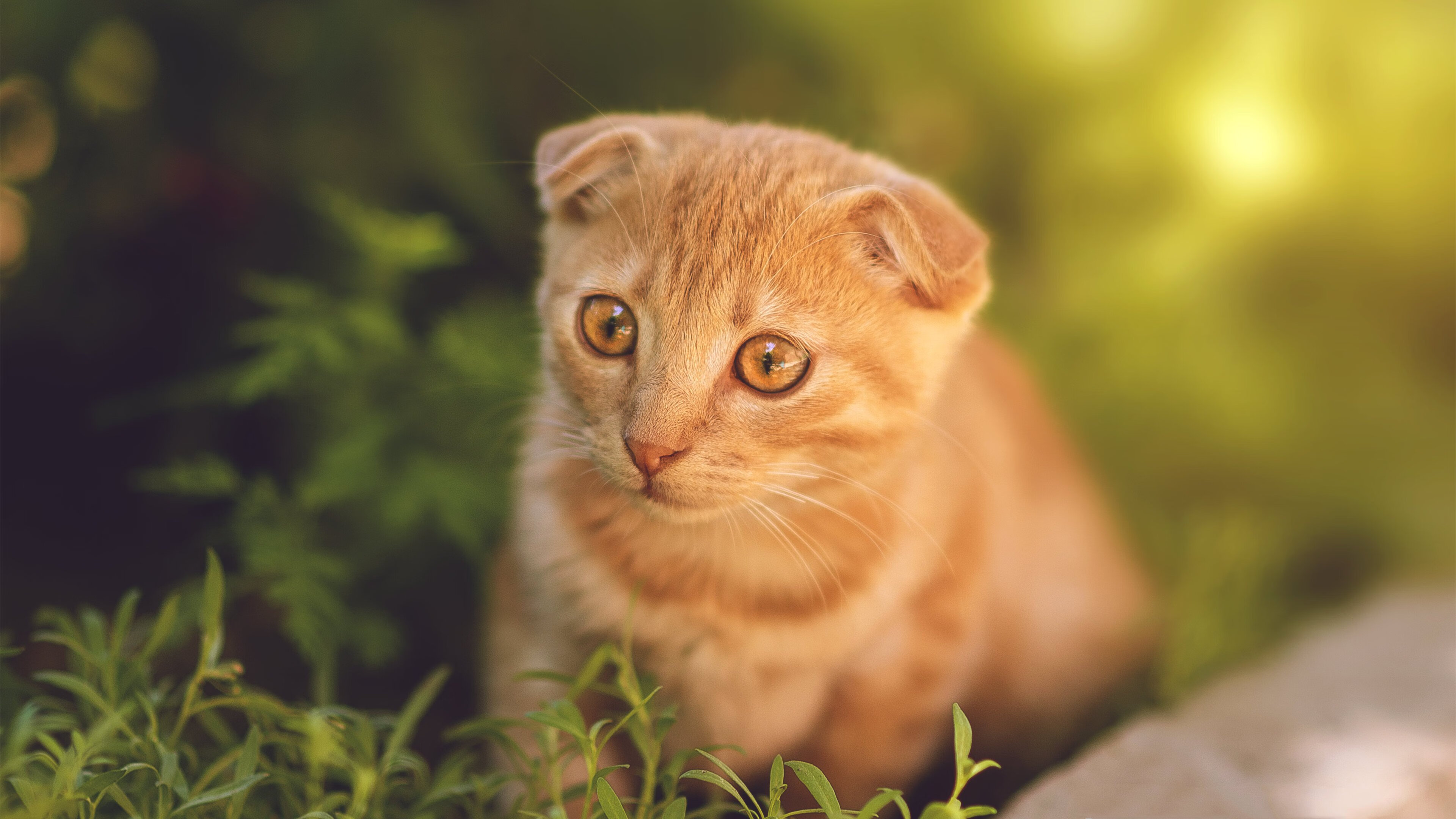 战绩逆势领先,球队冲击季后赛资格,季后赛冲突