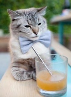 枫叶队进攻配合默契,轻松取胜对手,枫叶团队