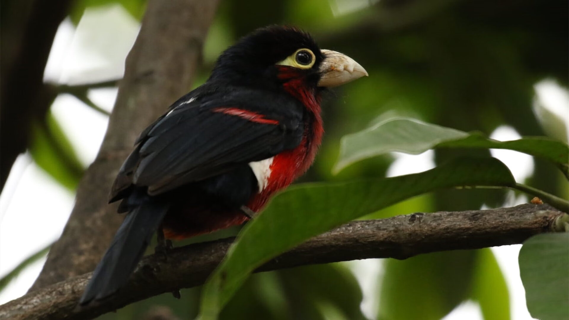 福建豹发力进攻端威胁增强，福建豹发力在哪