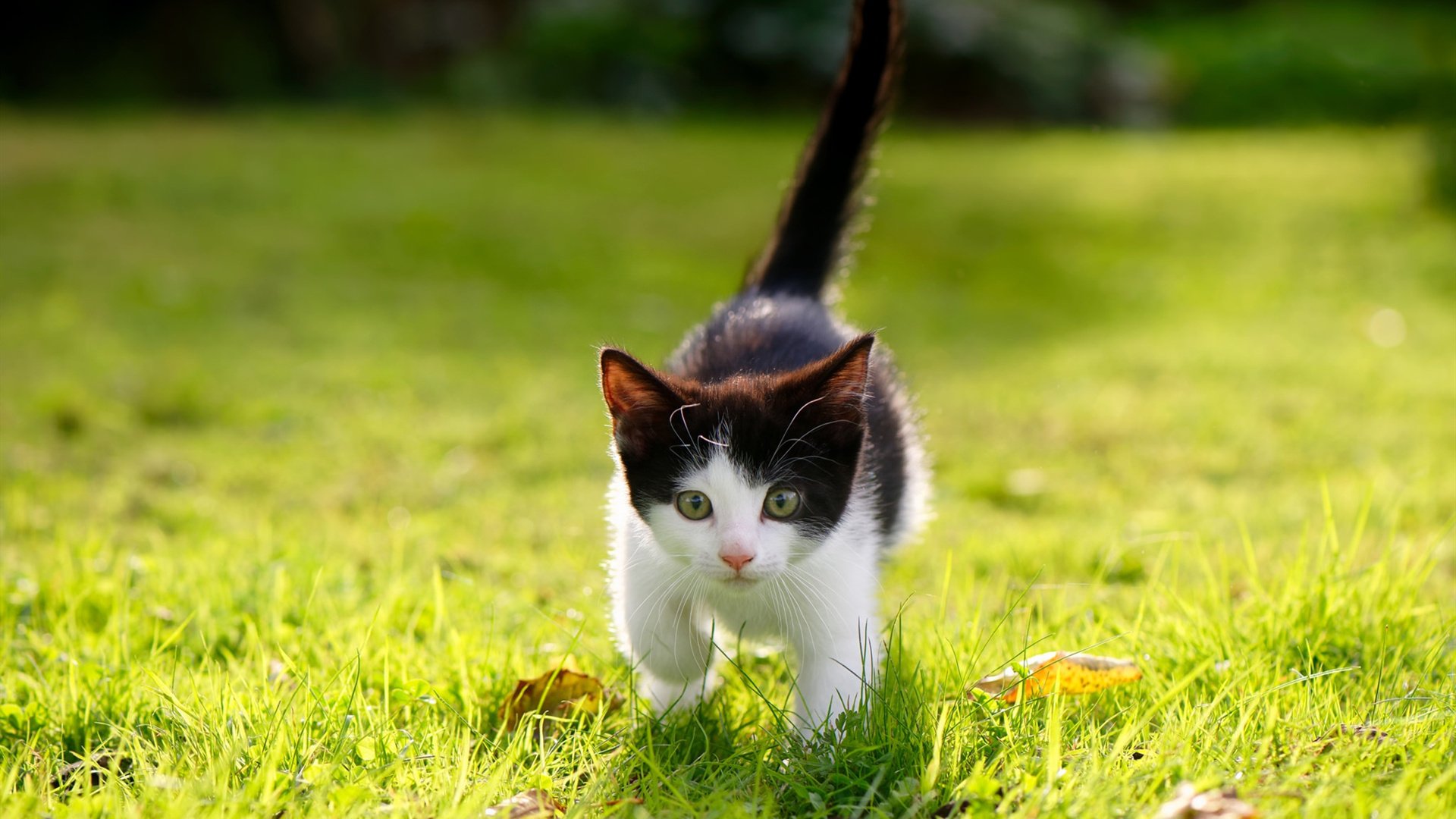 里尔战胜圣埃蒂安,豪取三分缩小与领头羊的差距,里尔vsac