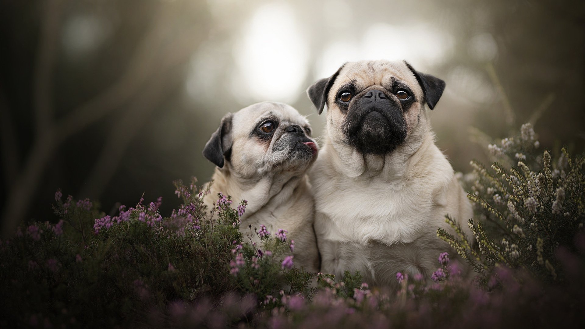 五大联赛是否建立替补席与主力相同战术节奏演练机制,五大联赛之间的嫡系关系