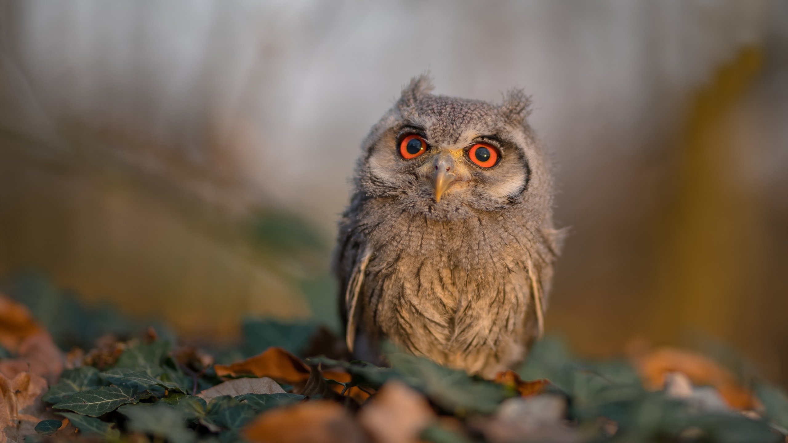 九游官网pc-德国队在2024年混合团体世界杯的技战术亮点，德国队连续四届世界杯打进四强