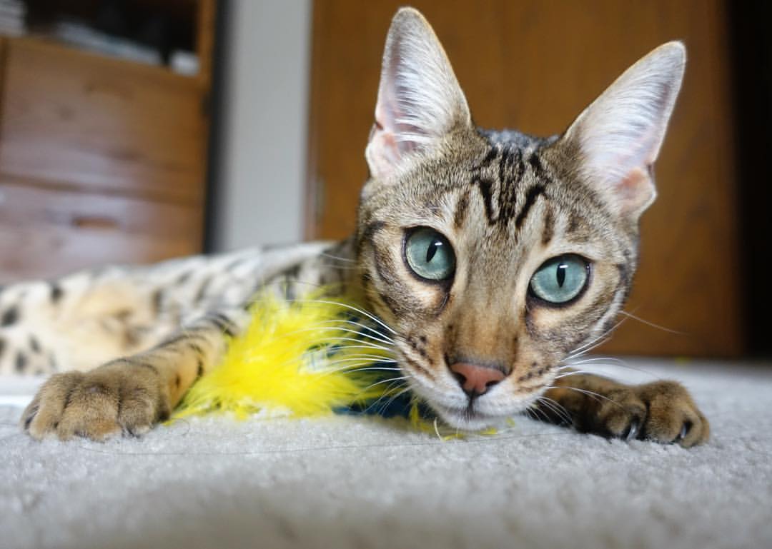 浙江雄狮精准抢断转化得分打出节奏篮球，浙江雄狮杯业有限公司