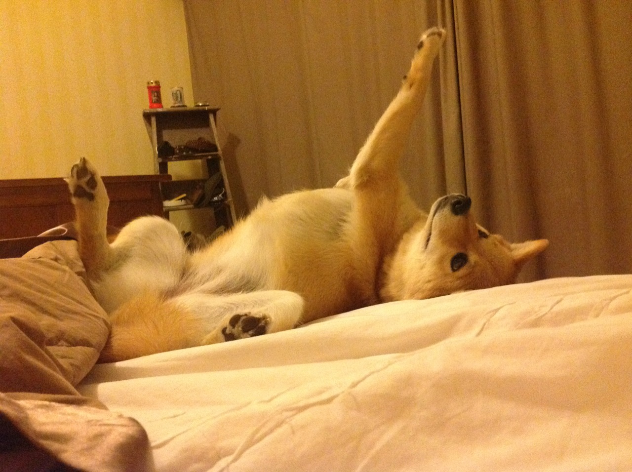 纽卡斯尔主场气势带动全队攻守平衡，纽卡斯尔联主场叫什么