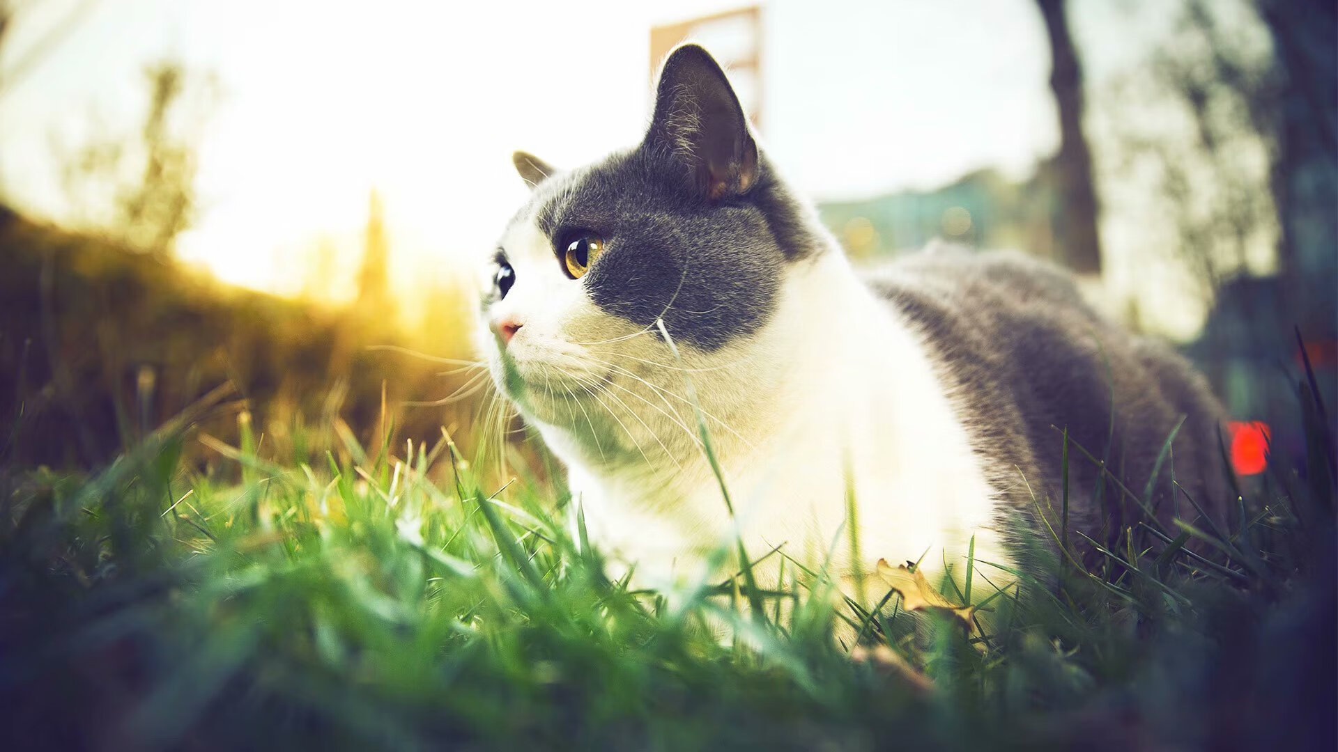 青年才俊不断涌现，博卡未来阵容可期，博卡青年vs竞技俱乐部预测