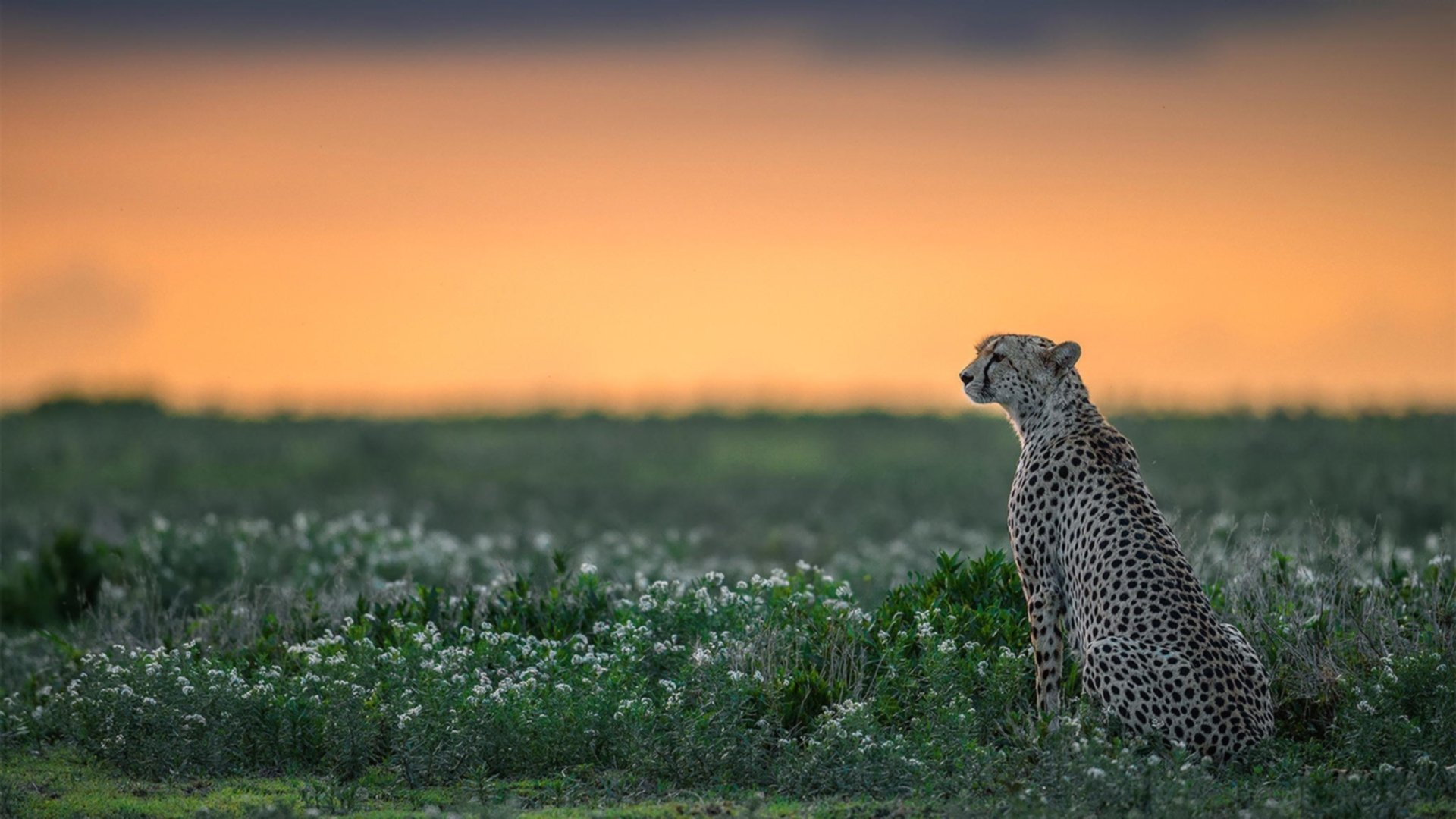 九游网游官网-乌拉圭男篮在南美锦标赛中飙升，体育实力不断提升，乌拉圭男篮落选赛名单