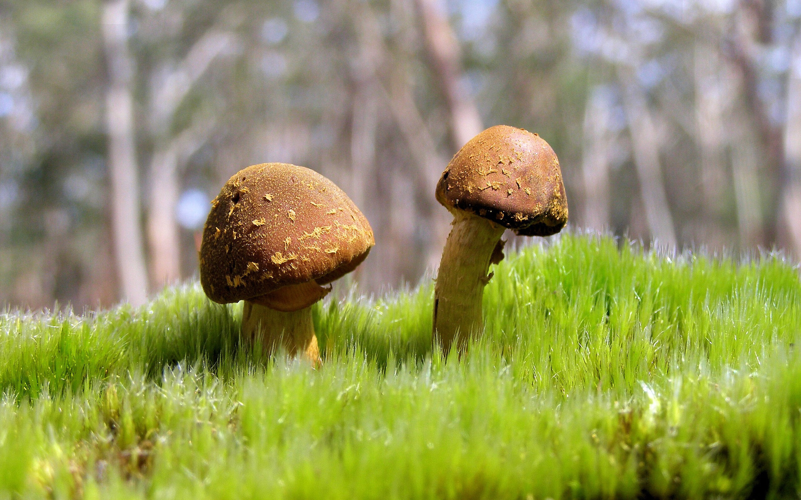 伊朗男篮在亚洲预赛中奋勇争先,冲击奥运梦想燃烧激情,伊朗男篮热身赛