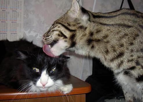 尤文图斯引援成功，中场实力大幅增强