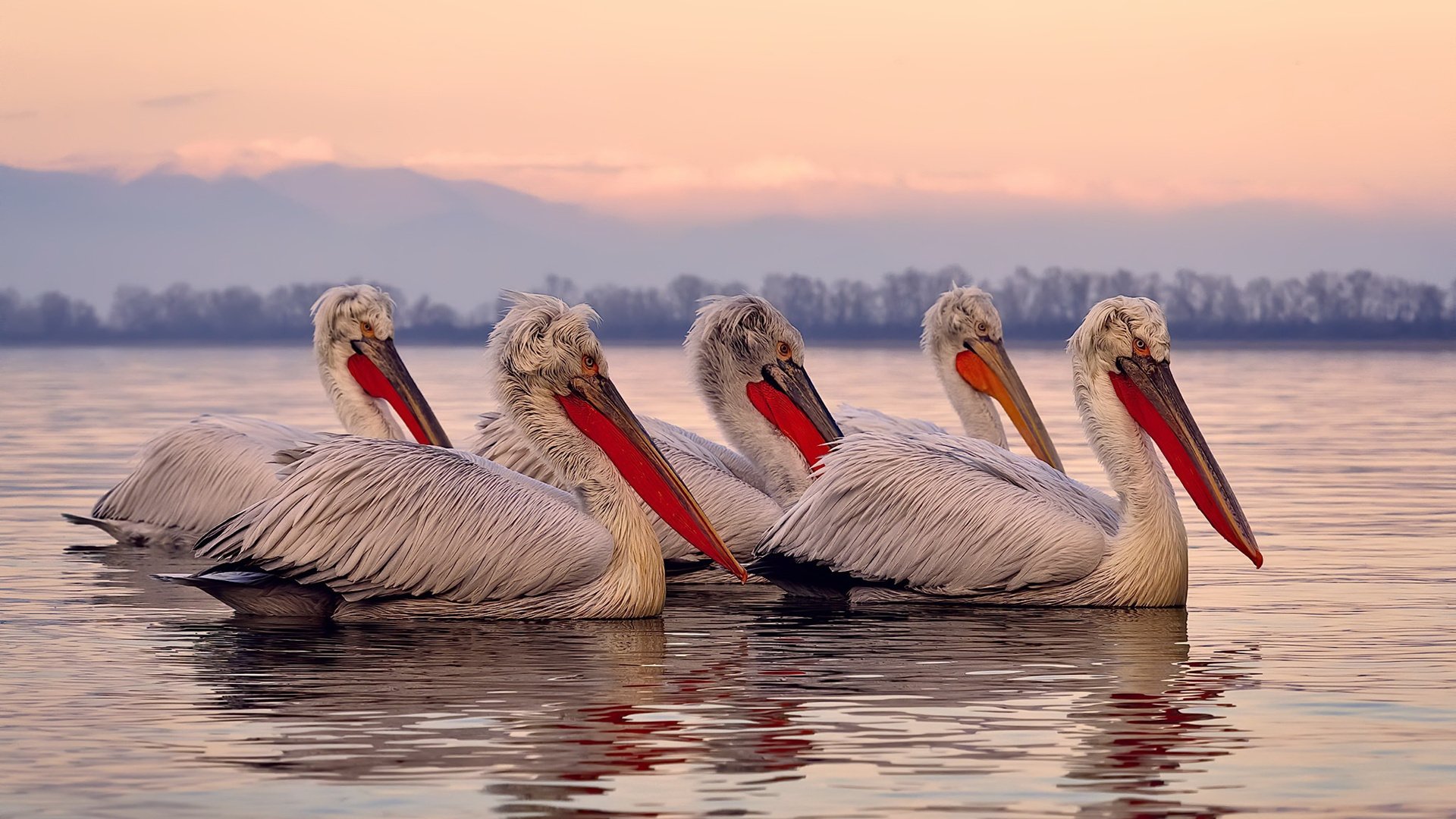 意甲精彩瞬间：场上场下激情四溢！，意甲 视频