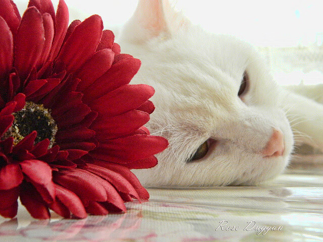 九游娱乐APP-欧洲杯的数字化内容传播创新，欧洲杯要用到的数学知识